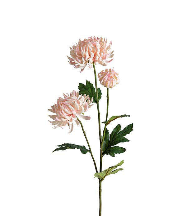 Mr. Plant - Chrysanthemum - 9430-20
