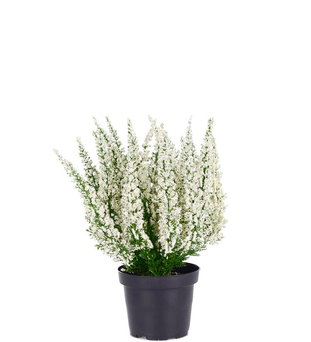 Mr. Plant - Lyng - 6644-10-1