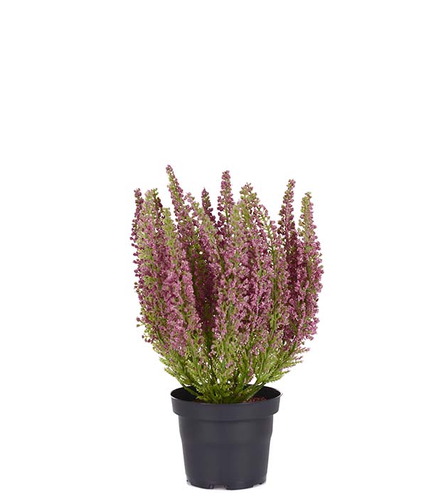 Mr. Plant - Lyng - 6644-85-1