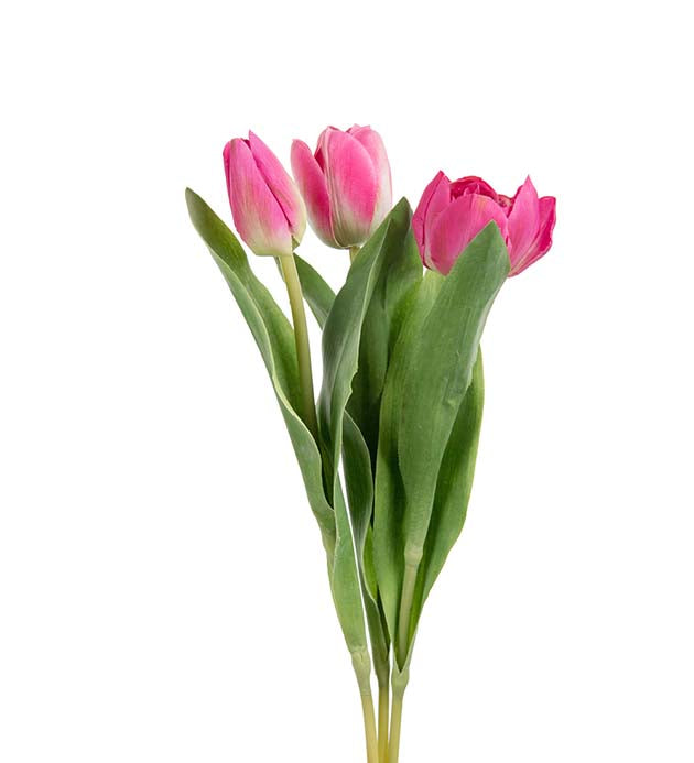 Mr. Plant - Tulipan Mix - 2620-22