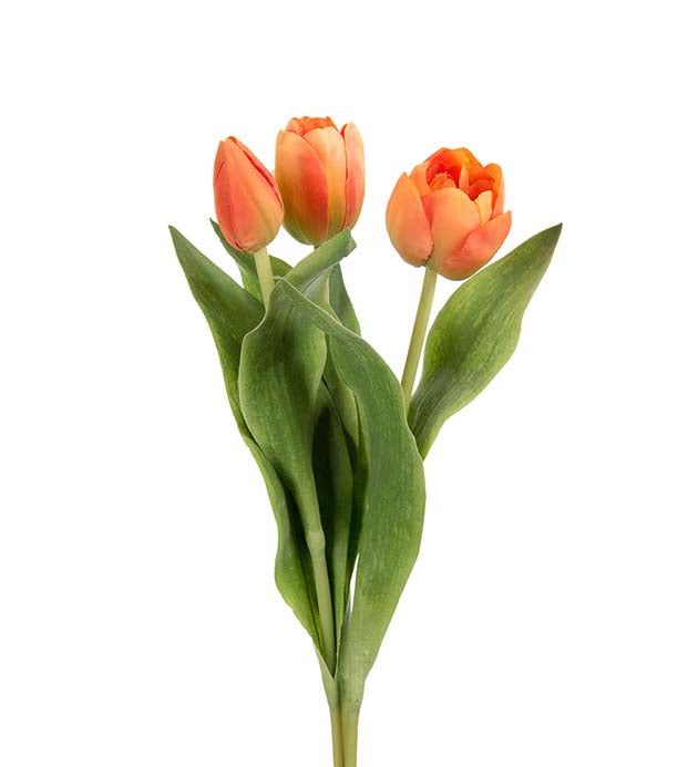 Mr. Plant - Tulipan Mix - 2620-35