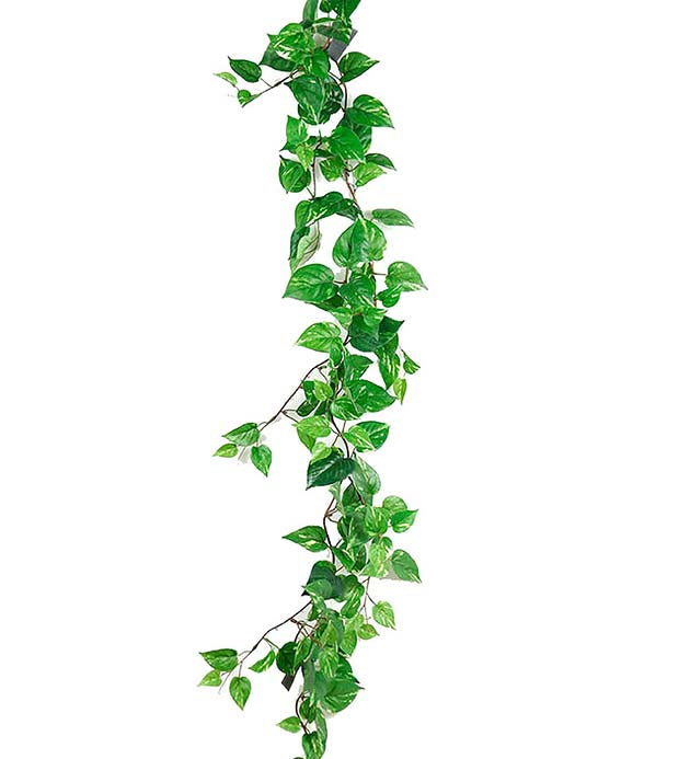 Mr. Plant - Guldranke - 6587-95