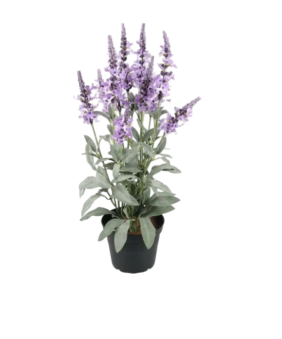 Mr. Plant - Veronica - 8130-40-1
