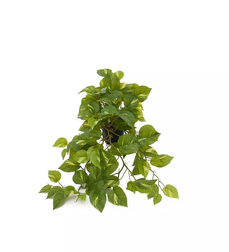 Mr. Plant - Guldranke - 1175-95-1