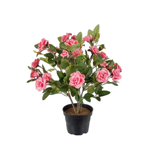 Mr. Plant - Rose - 3506-20-1