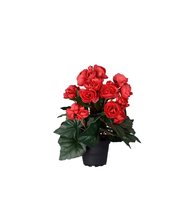 Mr. Plant - Begonia - 4569-80-1