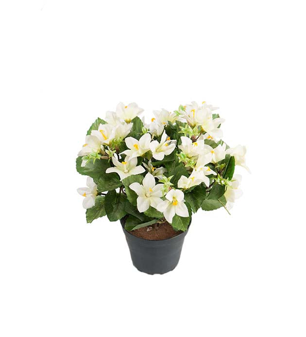Mr. Plant - Camparnula - 8133-10-1