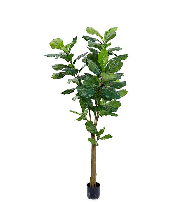 Mr. Plant - Violin Ficus - 7158-150