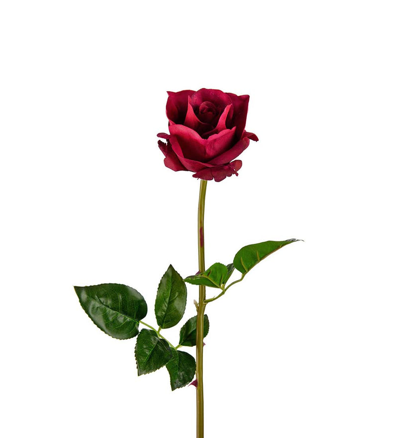 Mr. Plant - Rose - 3357-85