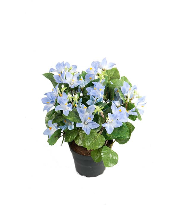Mr. Plant - Campanula - 8133-60-1