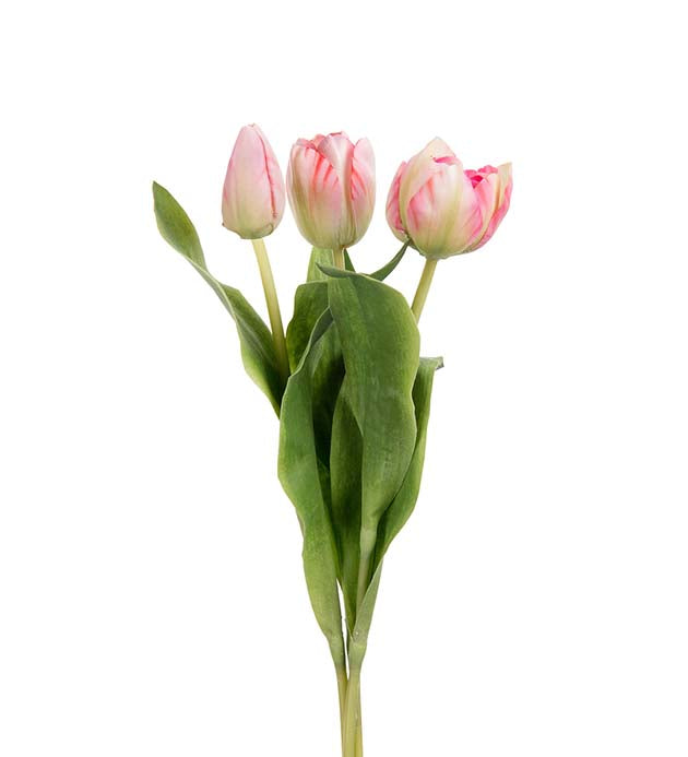 Mr. Plant - Tulipan Mix - 2620-21