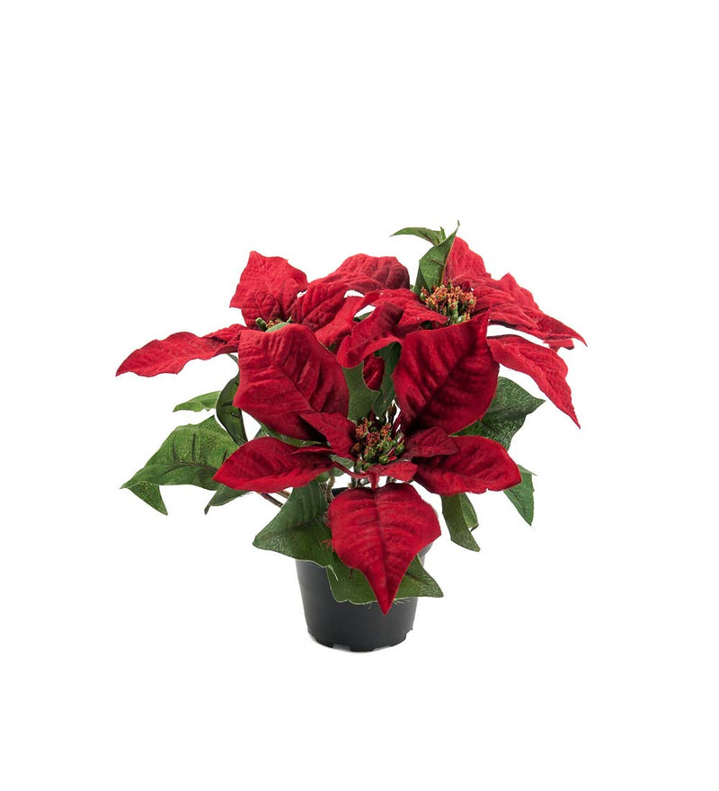 Mr. Plant - Julestjerne - 7691-80-1