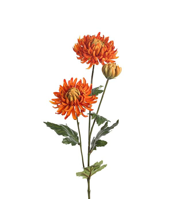 Mr. Plant - Chrysanthemum - 9430-35