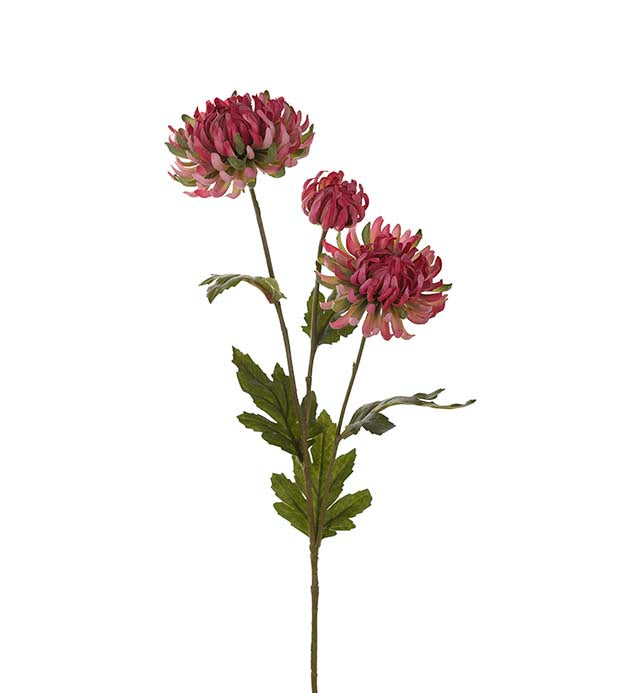 Mr. Plant - Chrysanthemum - 9430-26