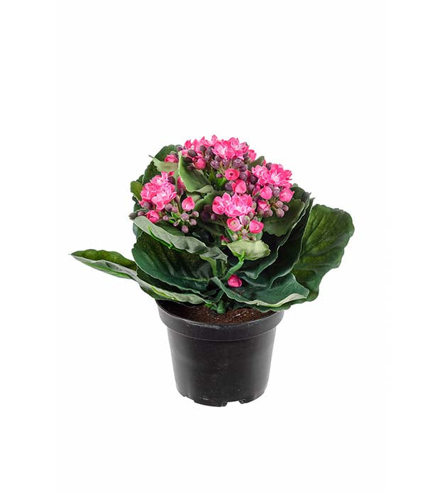 Mr. Plant -Kalanchoe - 3423-22-1