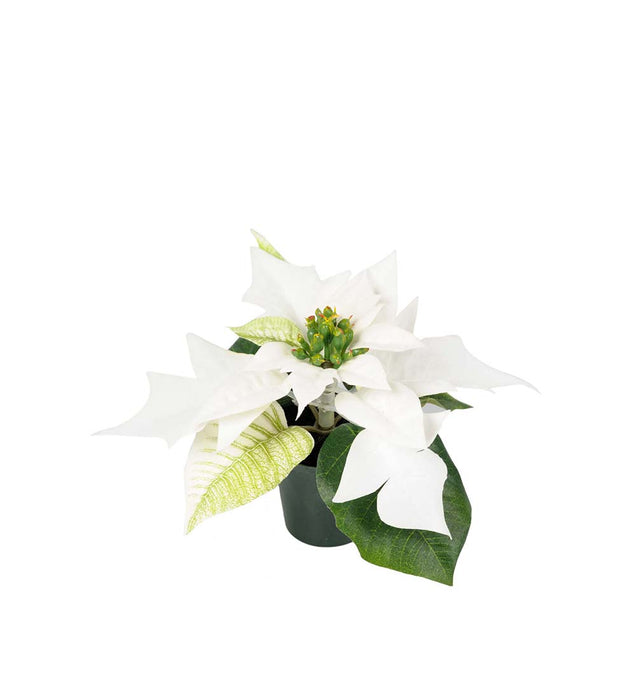 Mr. Plant - Julestjerne - 1462-10-1