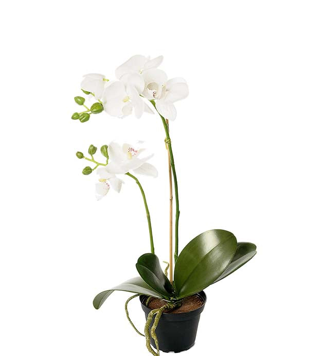 Mr. Plant - Orkidé - 2911-10-1