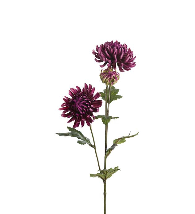 Mr. Plant - Chrysanthemum - 9430-40