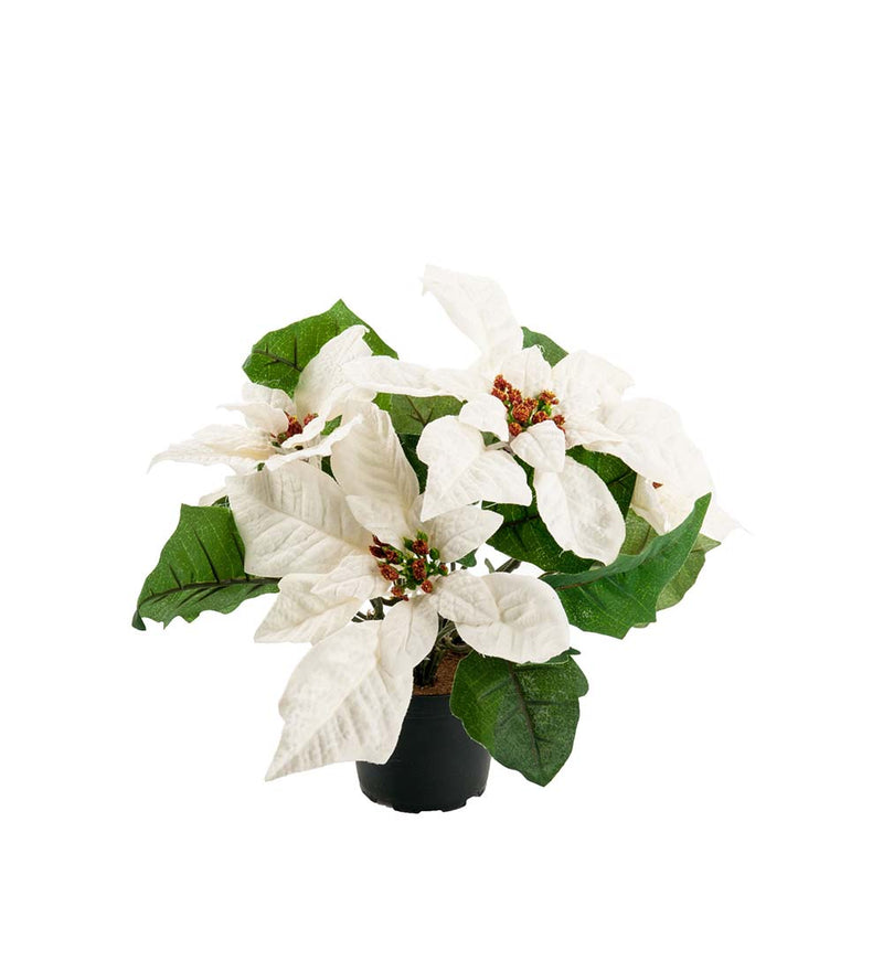 Mr. Plant - Julestjerne - 7691-10-1