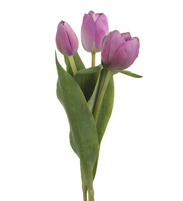 Mr. Plant - Tulipan Mix - 2620-40