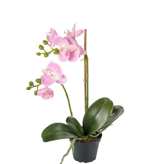 Mr. Plant - Orkidé - 2911-20-1