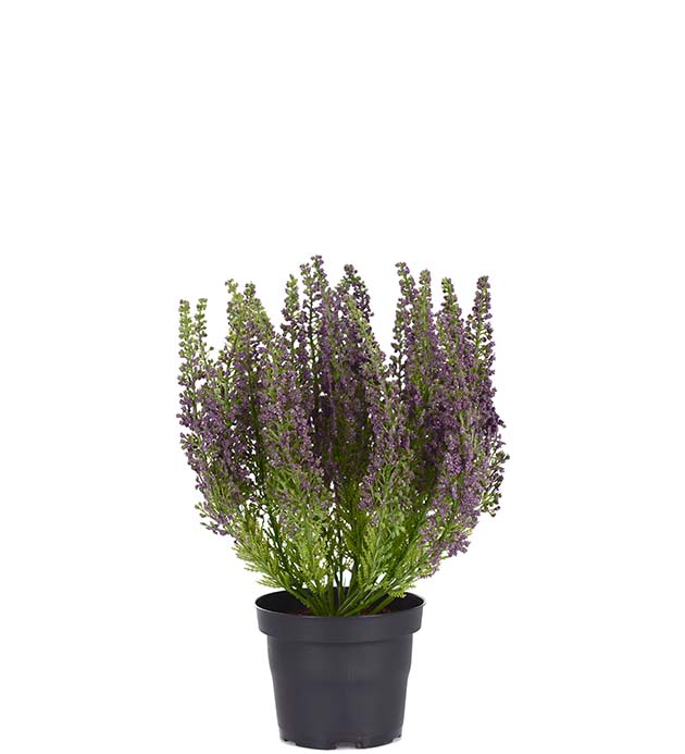 Mr. Plant - Lyng - 6644-40-1