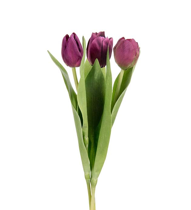 Mr. Plant - Tulipan Mix - 2620-42