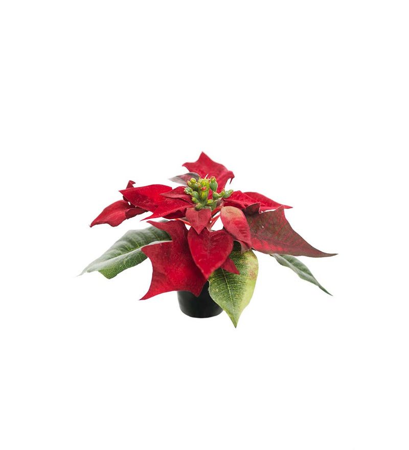 Mr. Plant - Julestjerne - 1462-80-1