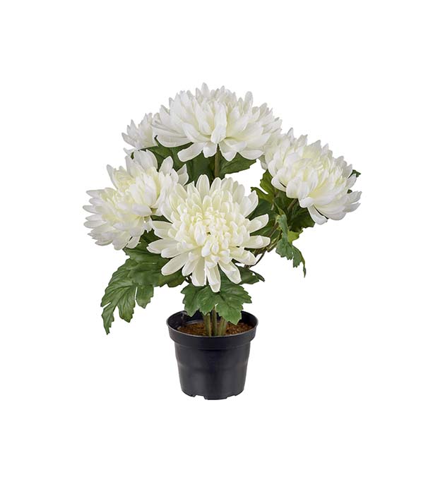 Mr. Plant - Chrystanthemum - 3508-10-1