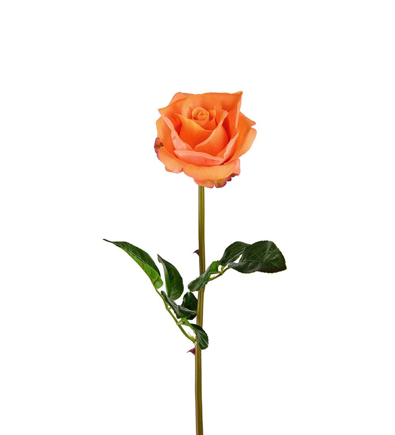 Mr. Plant - Rose - 3357-35