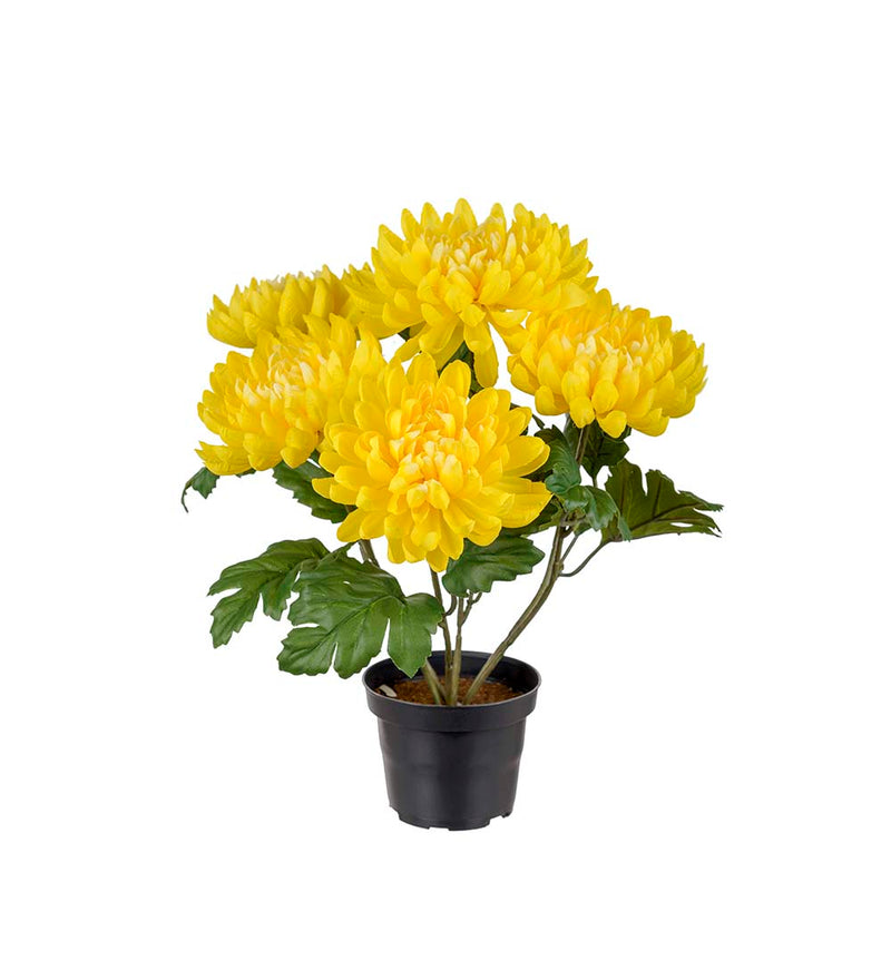 Mr. Plant - Chrysanthemum - 3508-50-1