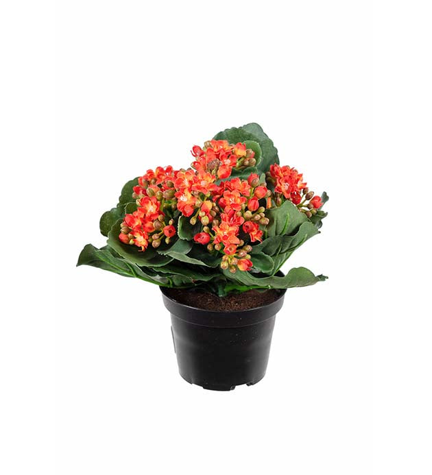 Mr. Plant - Kalanchoe - 3423-35-1