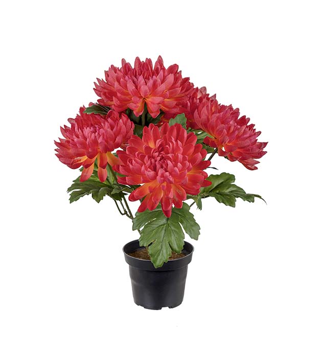 Mr. Plant - Chrysanthemum - 3508-33-1