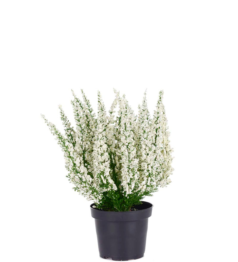 Mr. Plant - Lyng - 6644-10-1