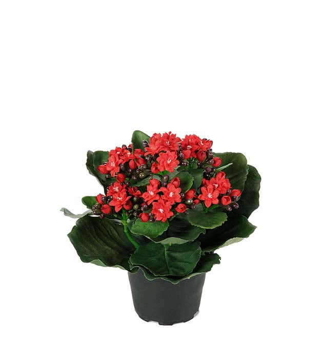 Mr. Plant -Kalanchoe - 3423-80-1