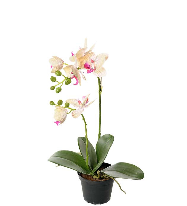 Mr. Plant - Orkidé - 2911-51-1