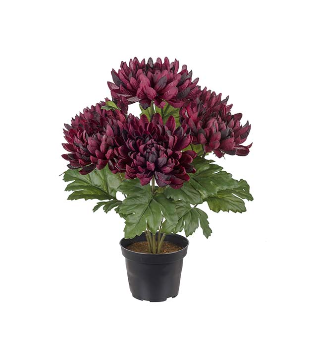 Mr. Plant - Chrysanthemum - 3508-85-1