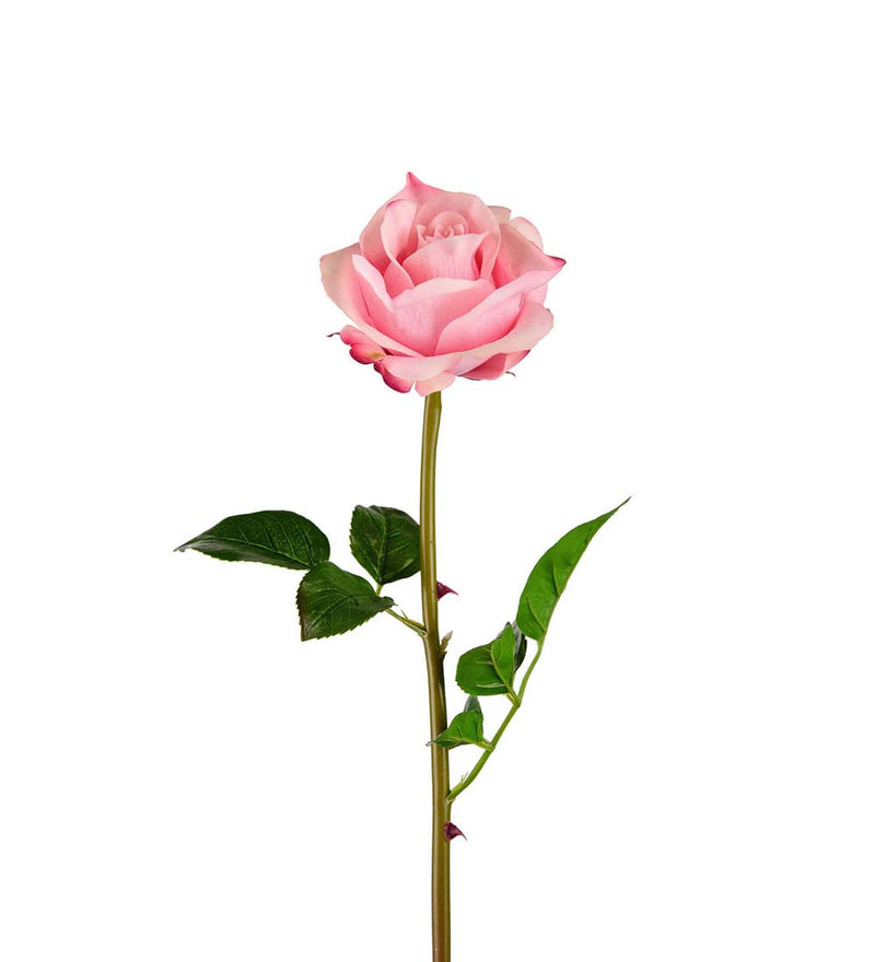 Mr. Plant - Rose - 3357-20