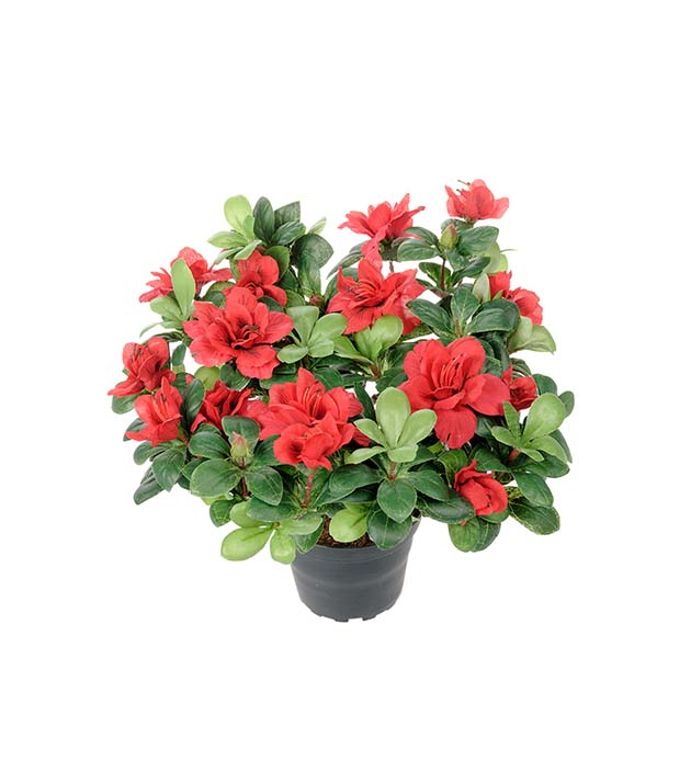 Mr. Plant - Azalea - 1421-80-1