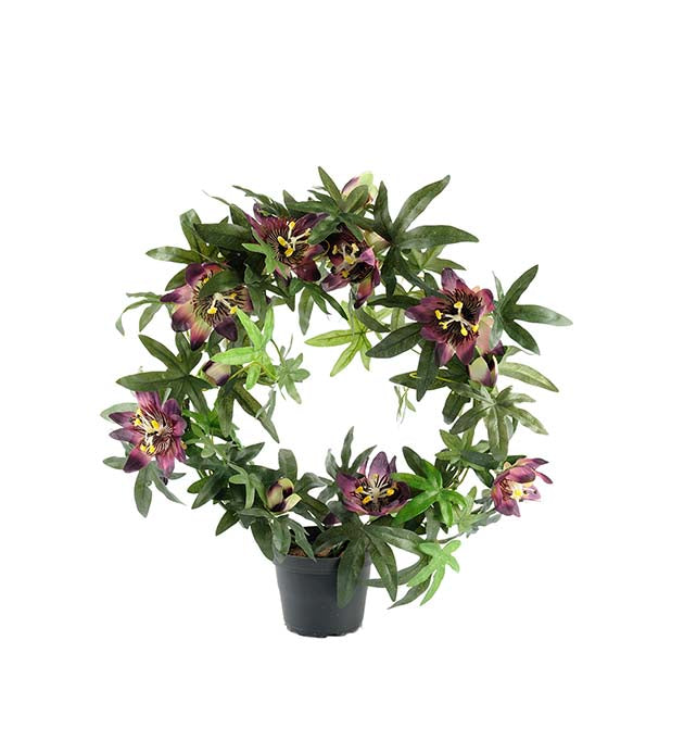 Mr. Plant - Passiflora - 6521-40-1