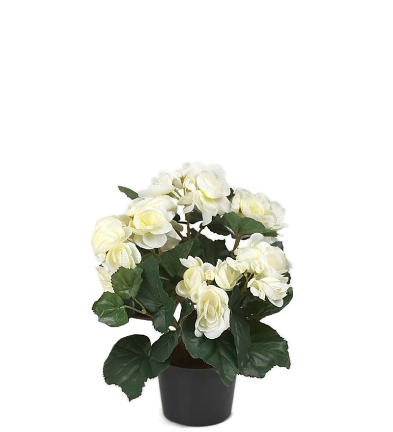 Mr. Plant - Begonia - 2164-10-1
