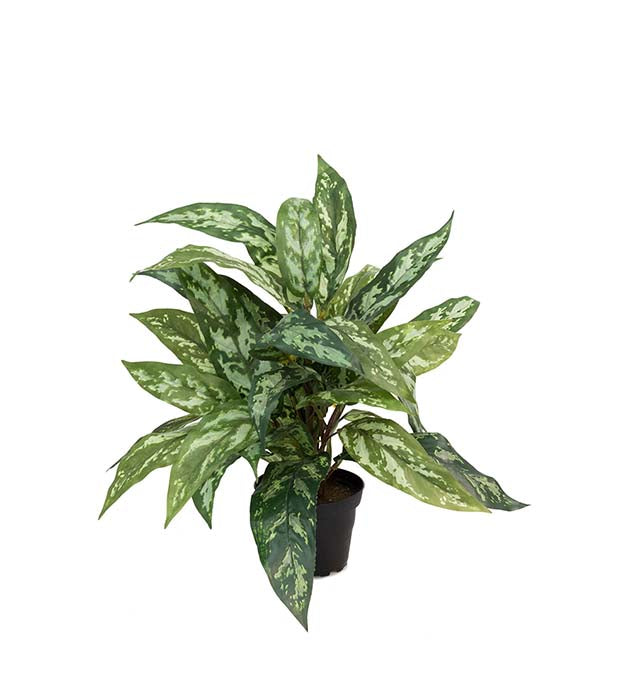Mr. Plant - Aglonema - 2605-95-1