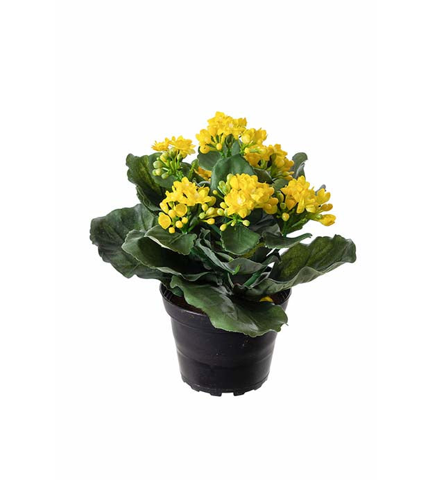 Mr. Plant -Kalanchoe - 3423-50-1