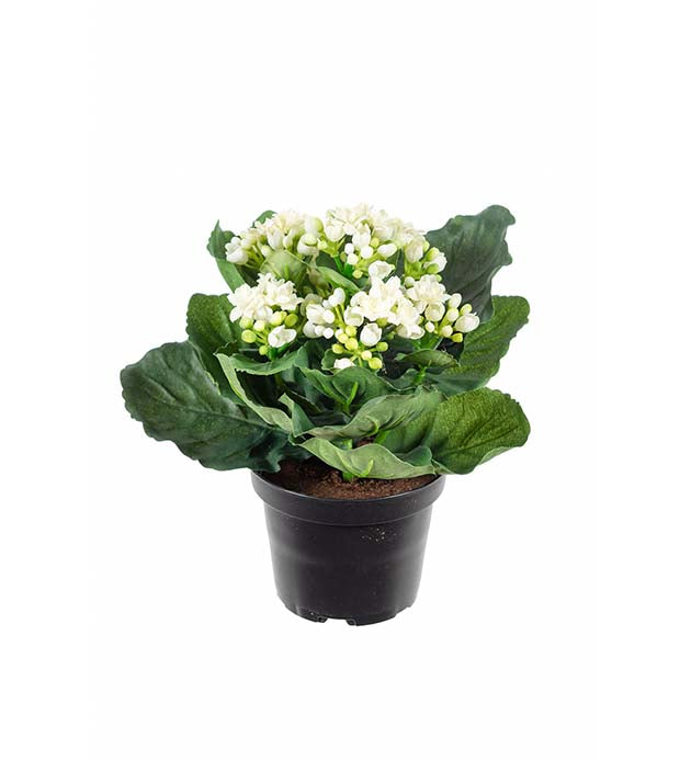 Mr. Plant - Kalanchoe - 3423-10-1