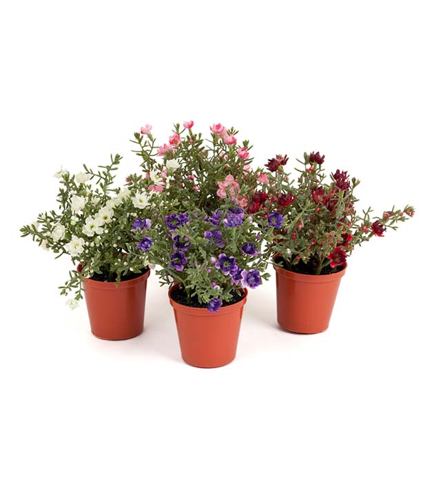 Mr. Plant - Mini Blomster Mix - 5694-99-1
