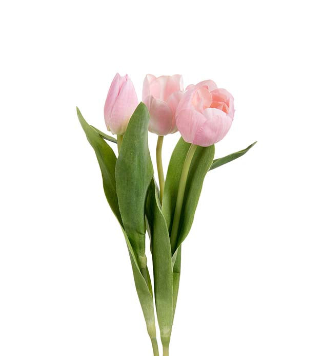 Mr. Plant - Tulipan Mix - 2620-20
