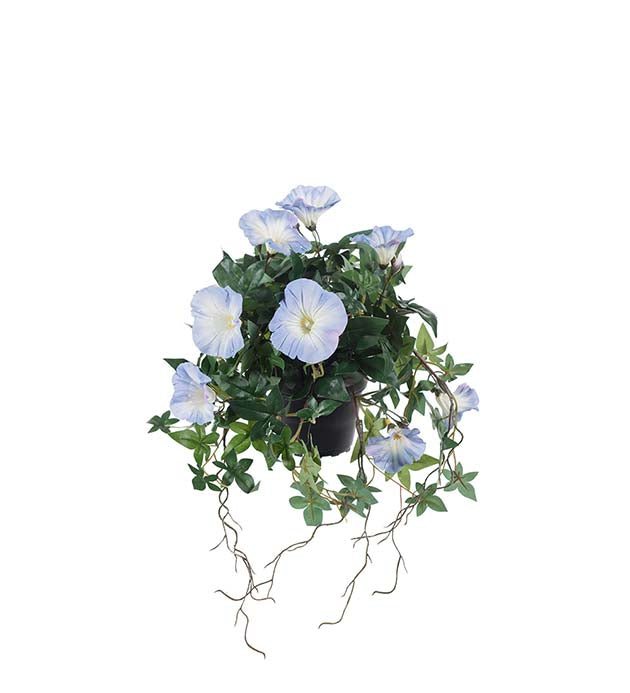 Mr. Plant - Blomst for Dagen - 8246-65-1