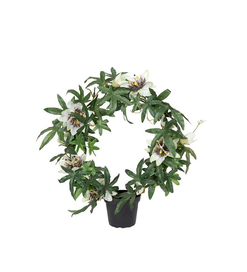 Mr. Plant - Passiflora - 6521-10-1