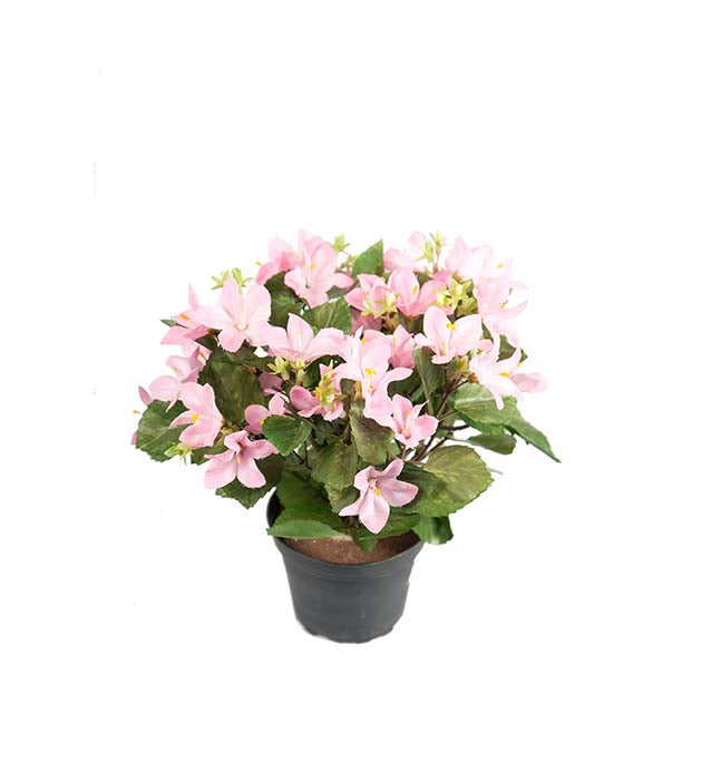 Mr. Plant - Campanula - 8133-20-1