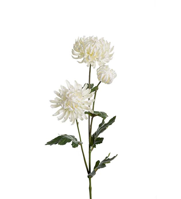 Mr. Plant - Chrysanthemum - 9430-10